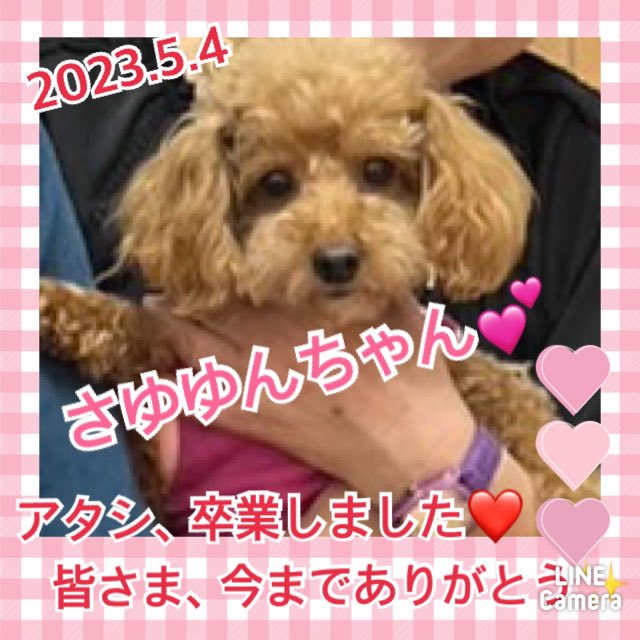 【運命の赤い糸見～つけた💓トイプードルのさゆゆんちゃん💕】2023,5,4